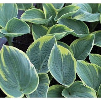 Hosta Suger Daddy Funkia