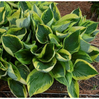 Hosta Twilight Funkia