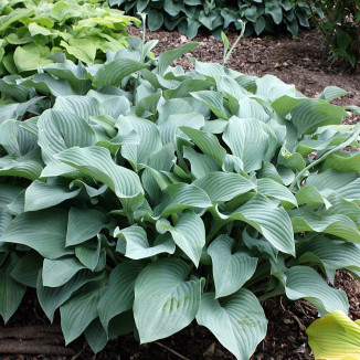 Hosta Nigrescens Krossa Regal Funkia