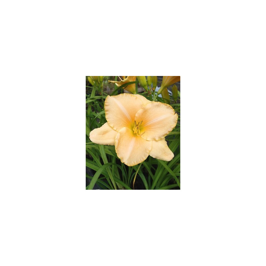 Hemerocallis Beyond New Milenium Hemerocallis Beyond New Milenium