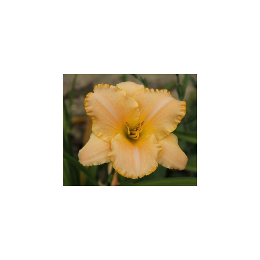 Hemerocallis Beyond New Milenium