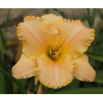 Hemerocallis Beyond New Milenium Hemerocallis Beyond New Milenium