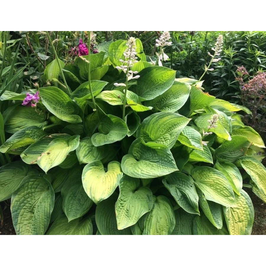 Hosta Paradigm