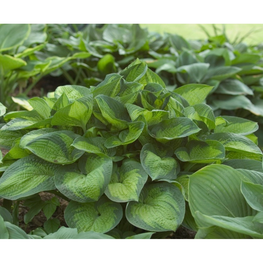 Hosta Paradigm