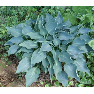 Hosta Restless Sea