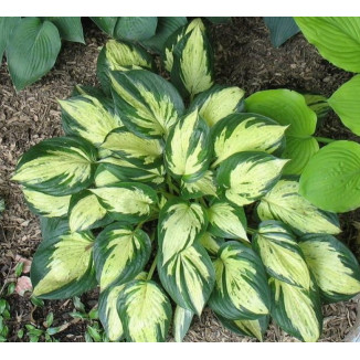 Hosta Revolution