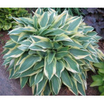 Hosta Wolverine Funkia Hosta Wolverine Funkia