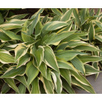 Hosta Wolverine Funkia Hosta Wolverine Funkia