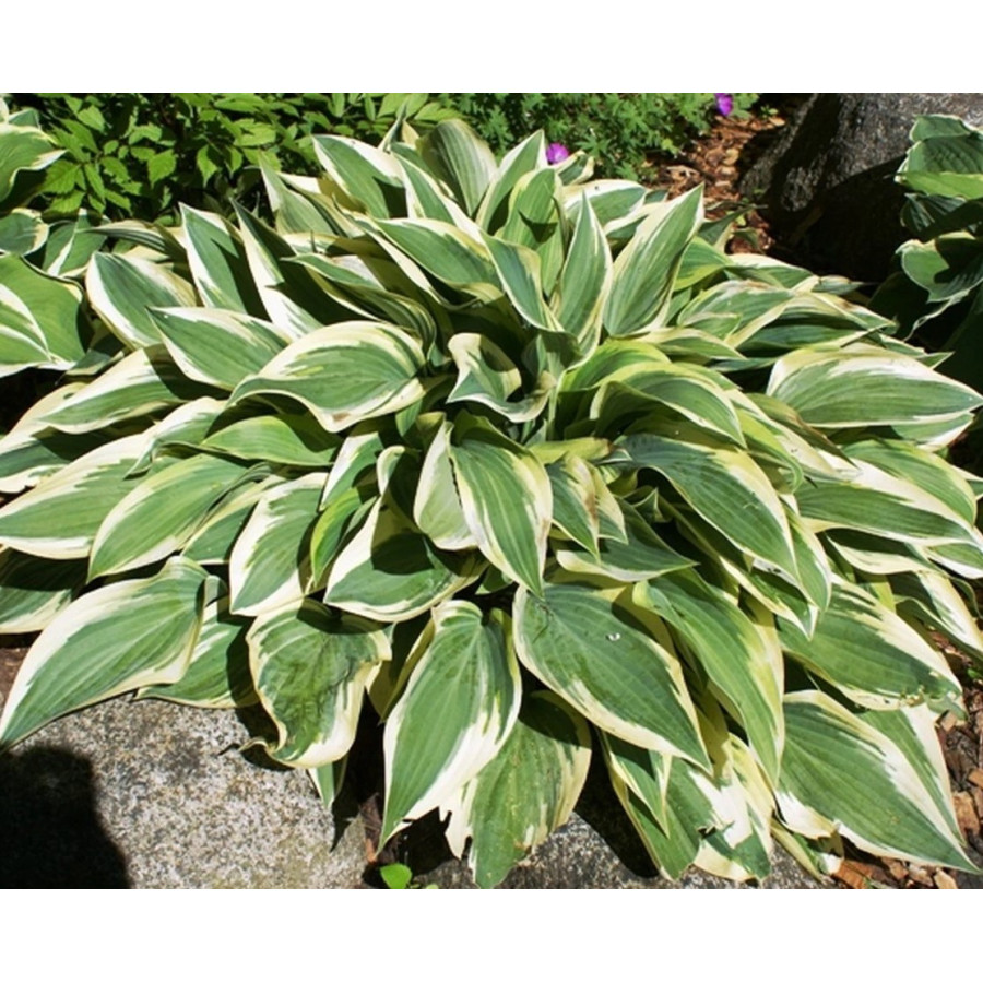 Hosta Wolverine Funkia