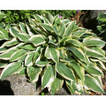 Hosta Wolverine Funkia Hosta Wolverine Funkia