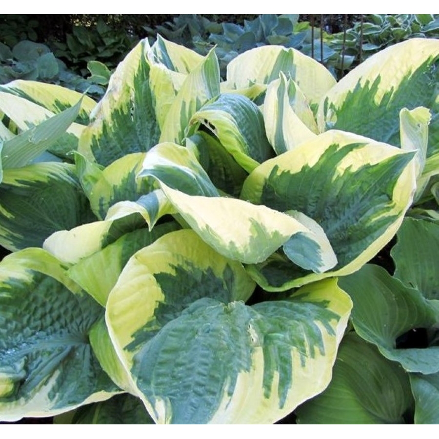 Hosta Band of Gold Hosta Band of Gold