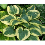 Hosta Band of Gold Hosta Band of Gold