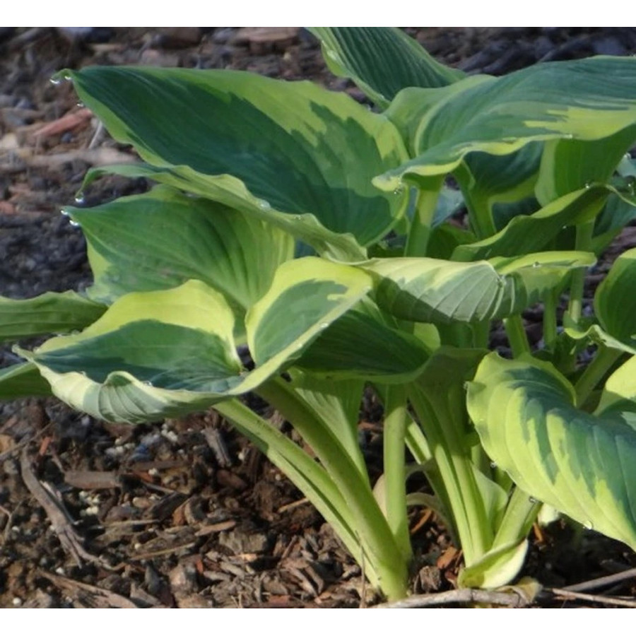 Hosta Band of Gold