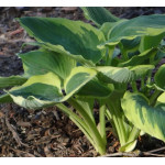 Hosta Band of Gold Hosta Band of Gold