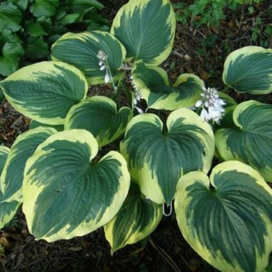 Hosta Band of Gold