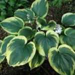 Hosta Band of Gold Hosta Band of Gold