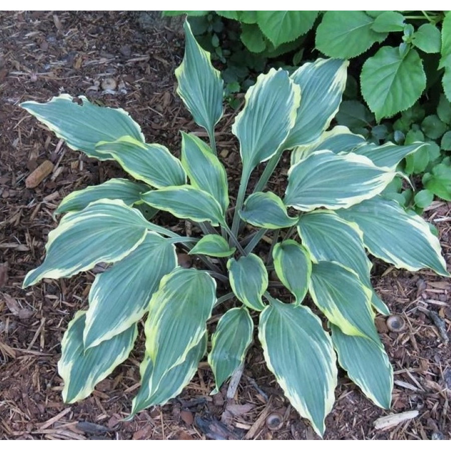 Hosta Deliverance Hosta