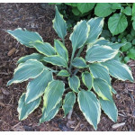 Hosta Deliverance Hosta Hosta Deliverance Hosta