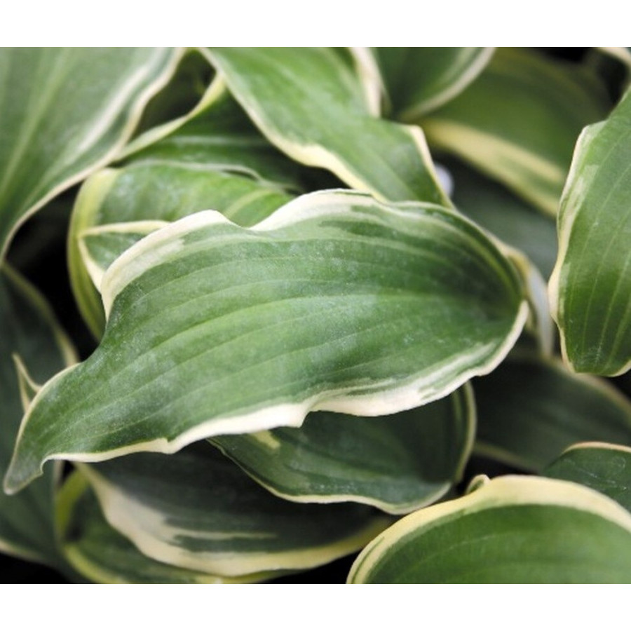 Hosta Deliverance Hosta