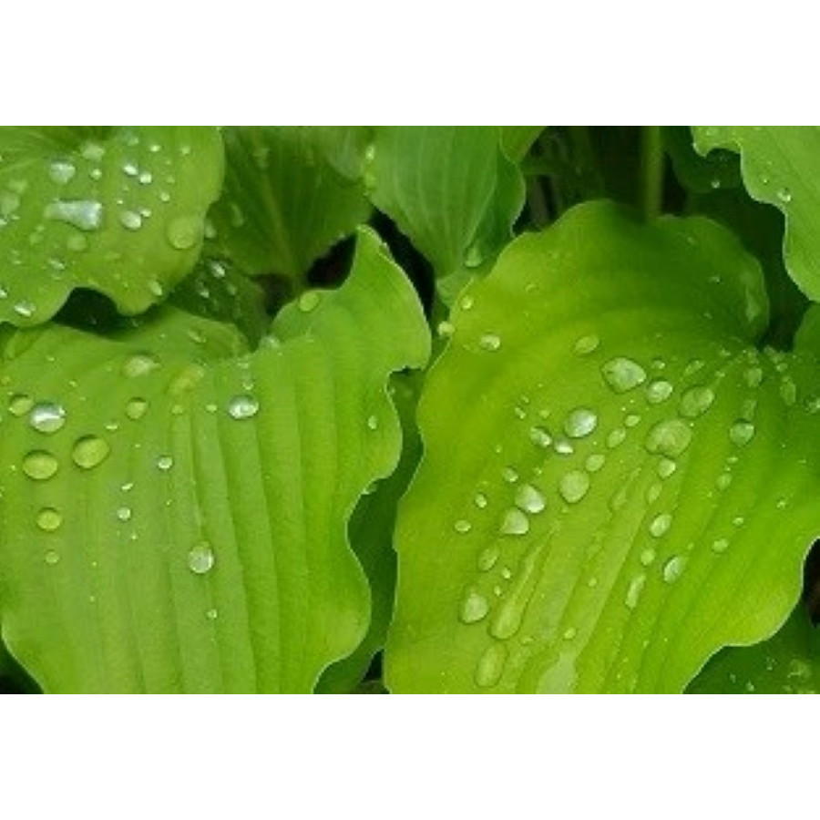 Hosta Green Wings Funkia
