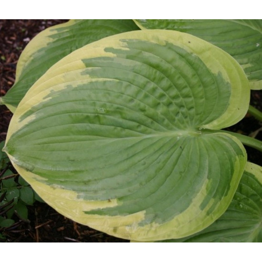 Hosta His Honor Funkia