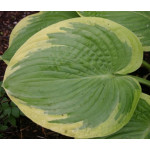 Hosta His Honor Funkia Hosta His Honor Funkia