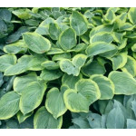 Hosta His Honor Funkia Hosta His Honor Funkia