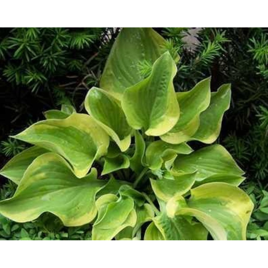 Hosta Home Sweet Home Funkia Hosta Home Sweet Home Funkia