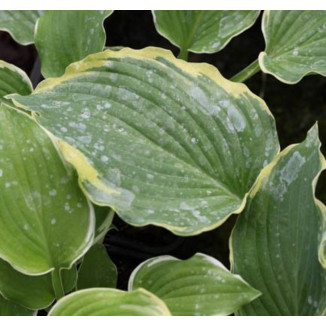 Hosta Medieval Age Funkia