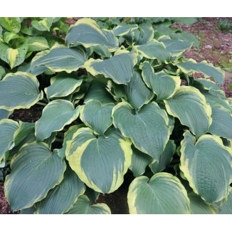 Hosta Medieval Age Funkia