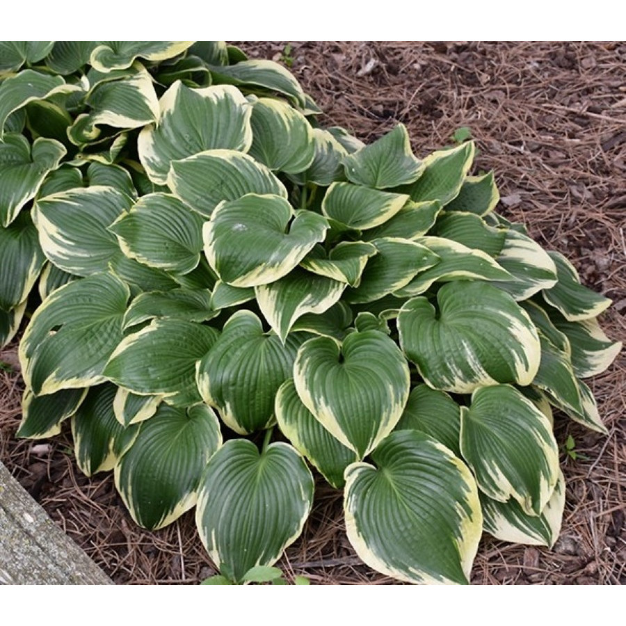 Hosta Memories of Dorothy Funkia