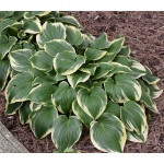 Hosta Memories of Dorothy Funkia Hosta Memories of Dorothy Funkia