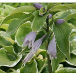 Hosta Memories of Dorothy Funkia Hosta Memories of Dorothy Funkia