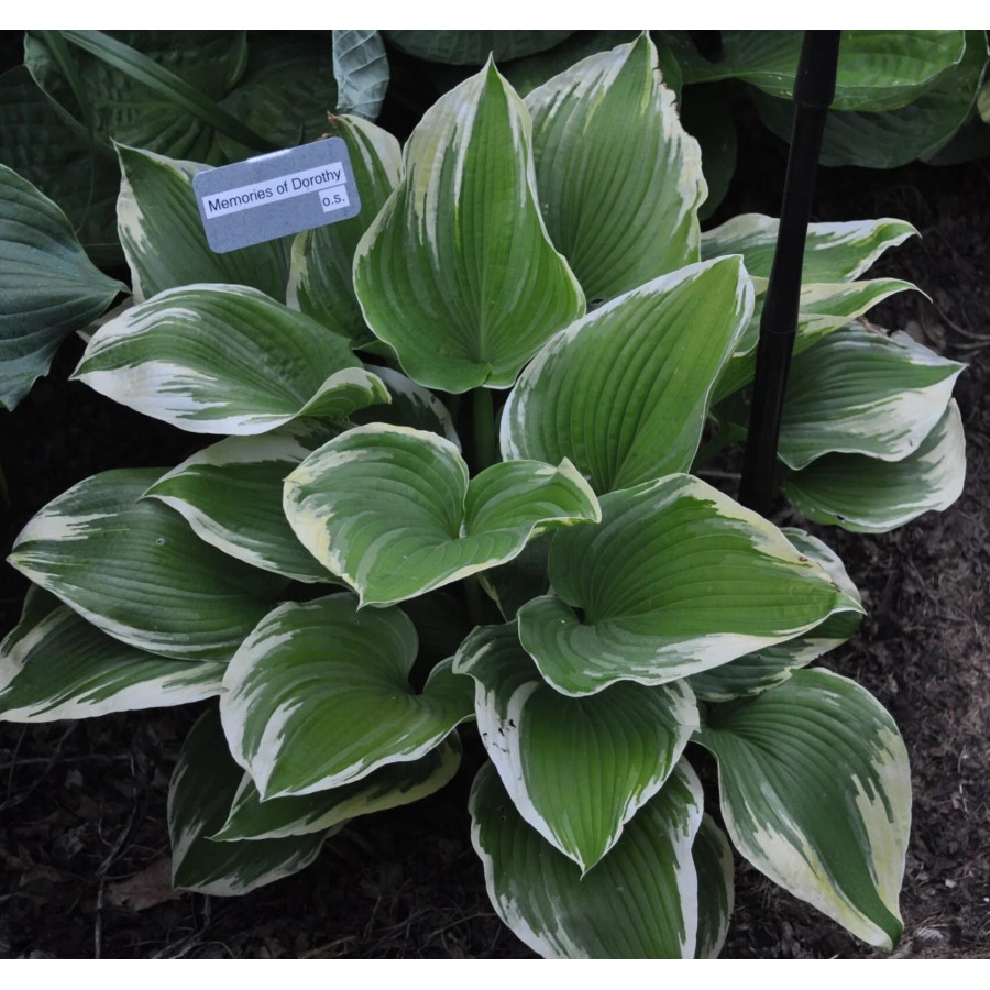 Hosta Memories of Dorothy Funkia