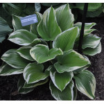 Hosta Memories of Dorothy Funkia Hosta Memories of Dorothy Funkia