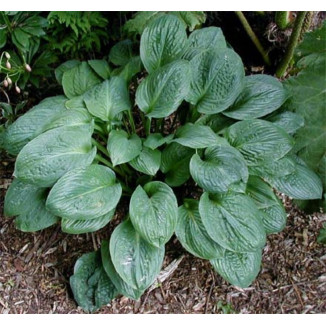 Hosta Pete's Dark Satellite Funkia