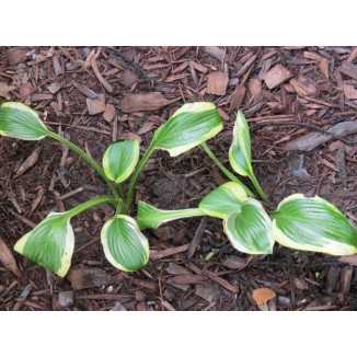 Hosta Piccobello Funkia