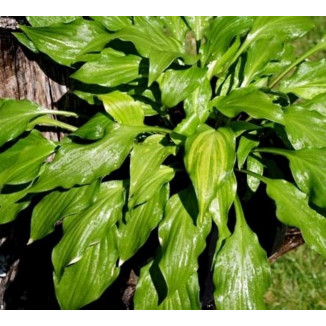 Hosta Red Salamander Funkia