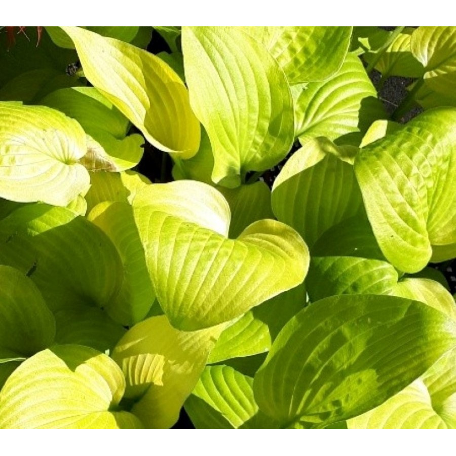 Hosta School Bus Funkia