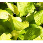 Hosta School Bus Funkia Hosta School Bus Funkia