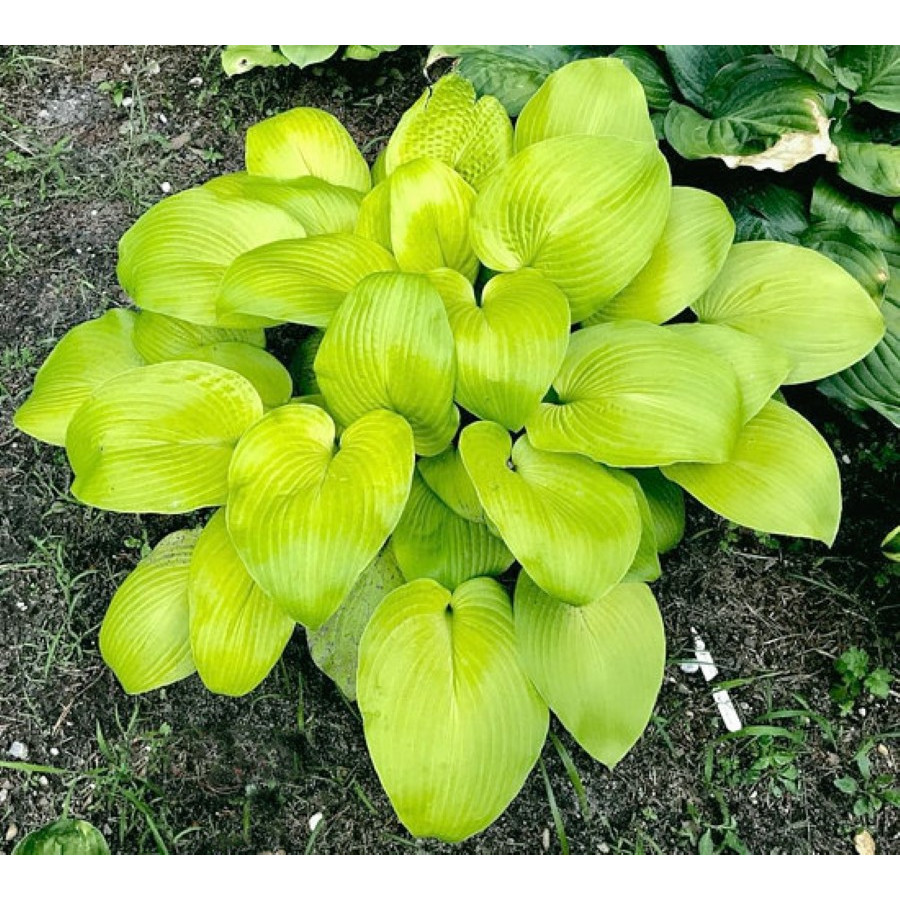 Hosta School Bus Funkia Hosta School Bus Funkia