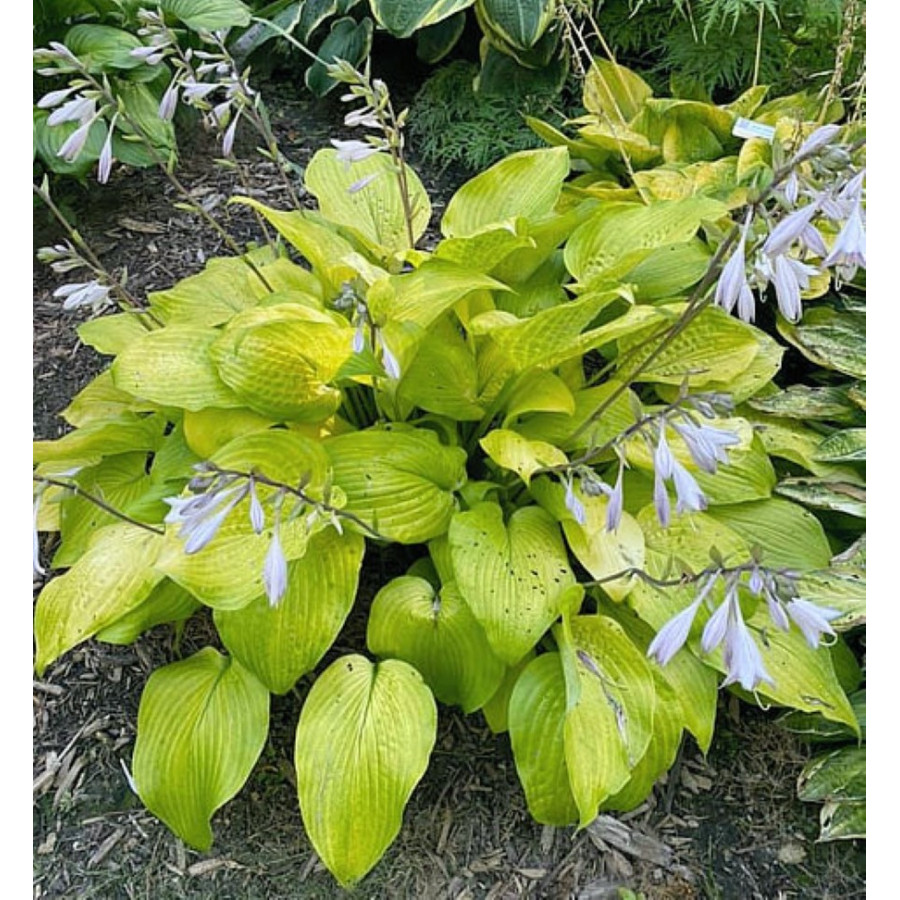 Hosta School Bus Funkia