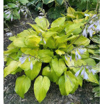 Hosta School Bus Funkia Hosta School Bus Funkia