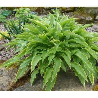Hosta Tattle Tails Funkia