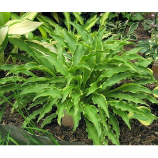 Hosta Tattle Tails Funkia