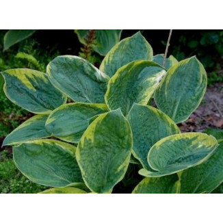 Hosta Van Wade Funkia