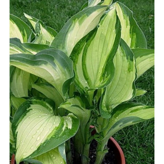 Hosta Whirligig Funkia