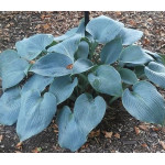 Hosta Bullet Proof Funkia Hosta Bullet Proof Funkia