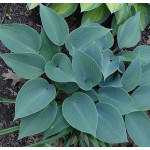 Hosta Bullet Proof Funkia Hosta Bullet Proof Funkia