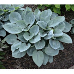 Hosta Bullet Proof Funkia Hosta Bullet Proof Funkia